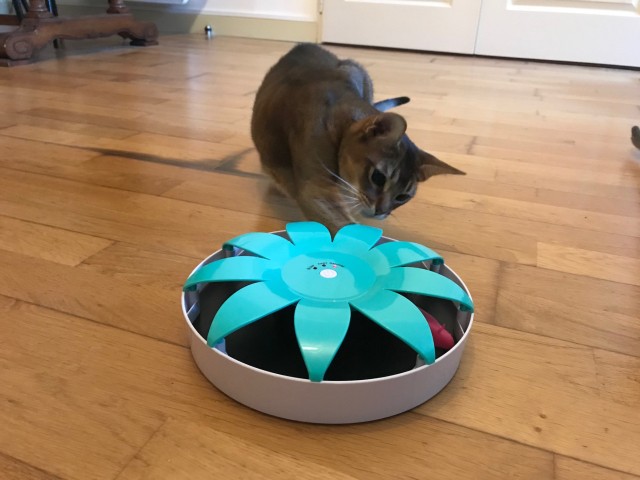 Cat Player 3