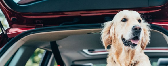 Vacaciones con mi mascota