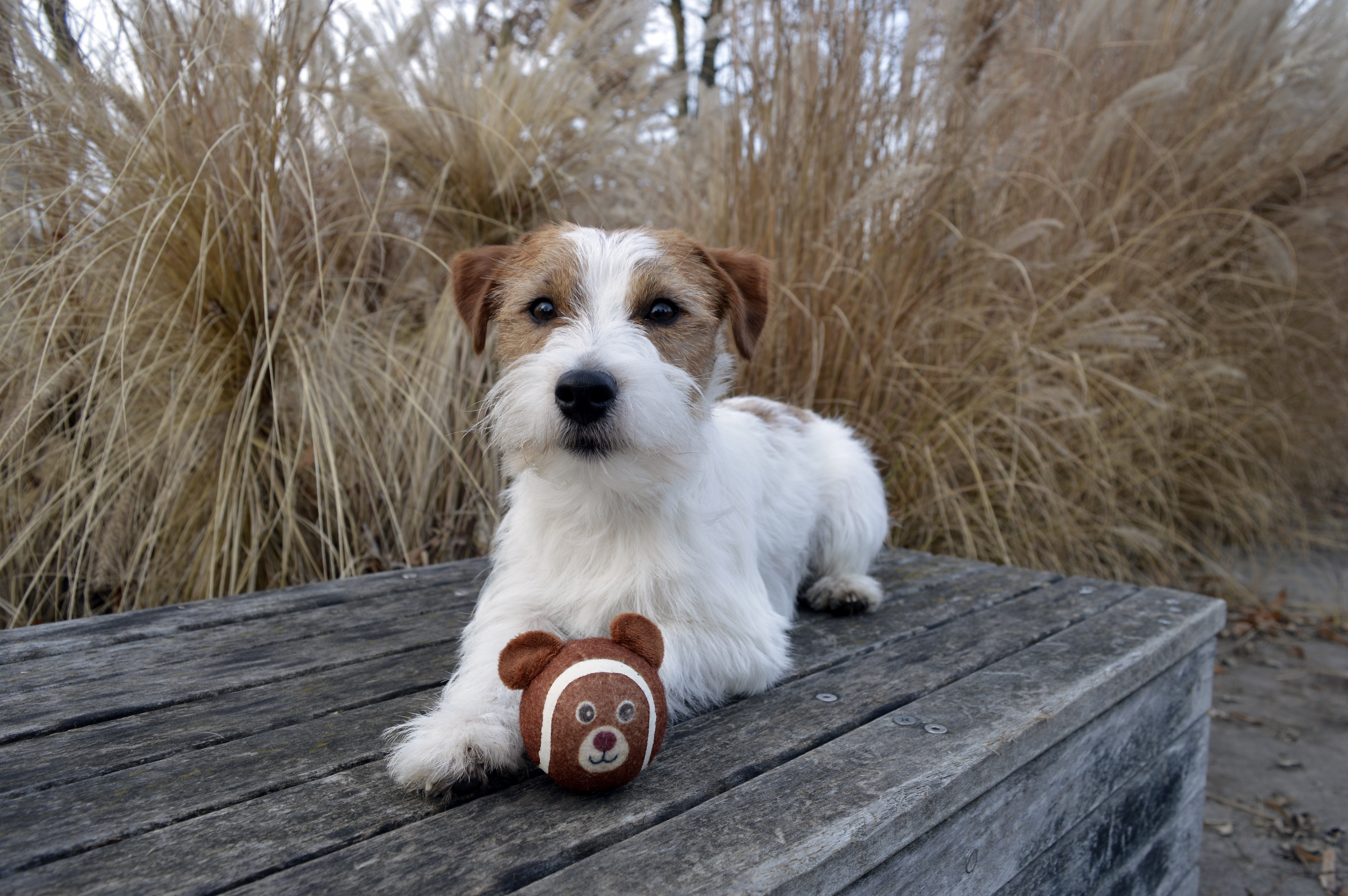 Foto de la comunidad número 288