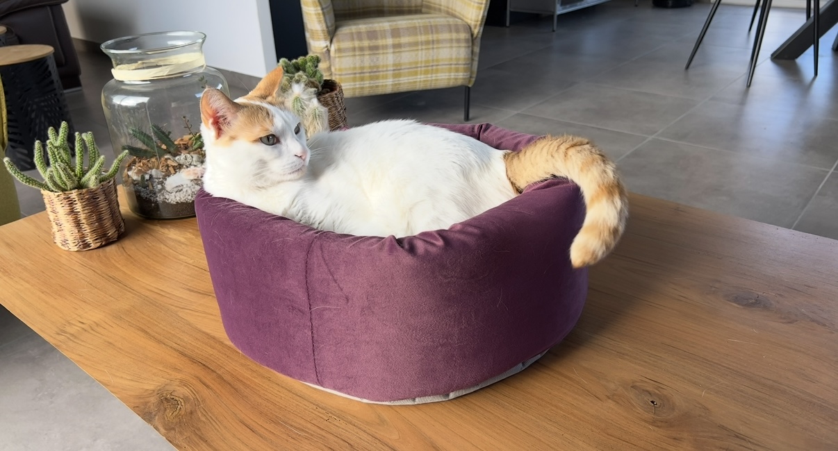 Foto de la comunidad número 289