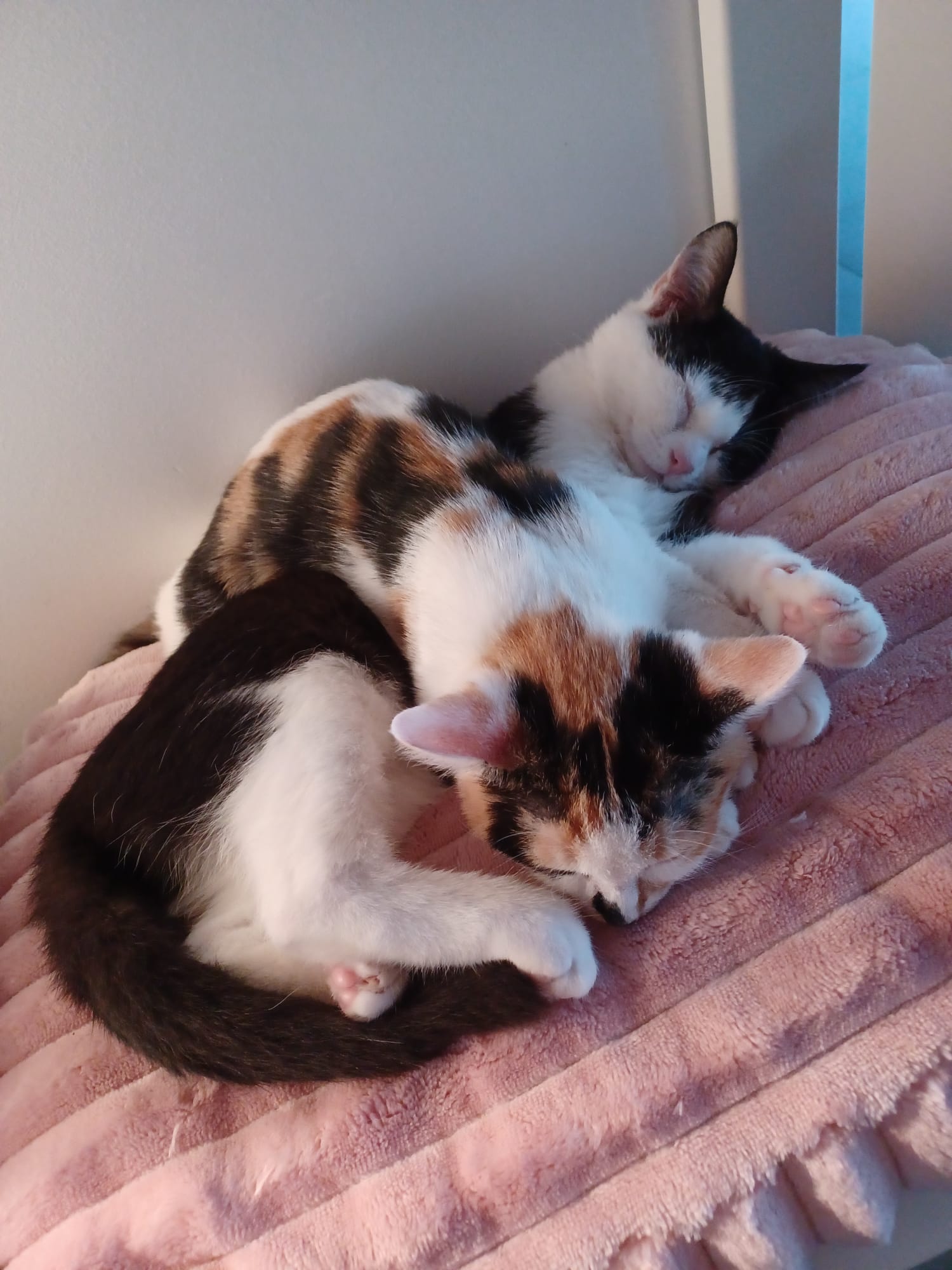 Foto de la comunidad número 298